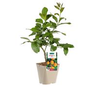 BOTANIC®-Citronnier Meyer Bio. Le pot de 3 litres