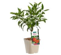 BOTANIC®-Citronnier Orangine Bio. Le pot de 3 litres