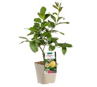 BOTANIC®-Citronnier Rose Bio. Le pot de 3 litres
