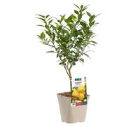 BOTANIC®-Citronnier Yuzu Bio. Le pot de 3 litres