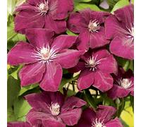 BOTANIC®-CLEMATITE A FLORAISON ESTIVALE. Le pot de 1,3 litres