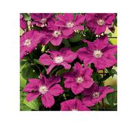 BOTANIC®-CLEMATITE A FLORAISON PRINTANIERE. Le pot de 6 litres