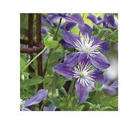 BOTANIC®-CLEMATITE ARABELLA. Le pot de 3 litres