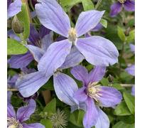 BOTANIC®-CLEMATITE ARABELLA + Rosier PIERRE DE RONSARD. Le pot de 10 litres