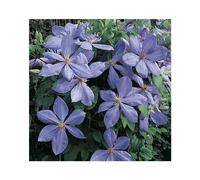 BOTANIC®-CLEMATITE MRS CHOLMONDELEY. Le pot de 3 litres