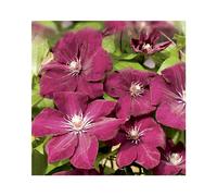 BOTANIC®-Clématite rouge cardinal coloris rouge. Le pot de 1,3 litres