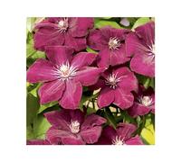 BOTANIC®-CLEMATITE ROUGE CARDINAL. Le pot de 3 litres