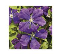 BOTANIC®-CLEMATITE VITICELLA ETOILE VIOLETTE. Le pot de 3 litres