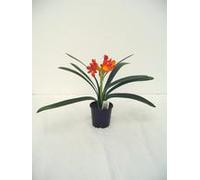 BOTANIC®-Clivia Miniata Hauteur 40/60 cm - Pot diamètre 13 cm