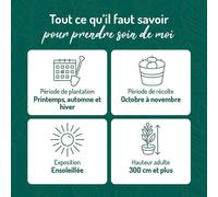 BOTANIC®-Cognassier Champion. Le pot de 12 litres, forme gobelet