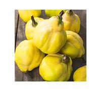 BOTANIC®-Cognassier Geant De Vranja. Le pot de 12 litres, forme gobelet