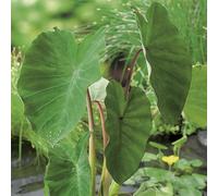 BOTANIC®-Colocasia pot de 3 litres