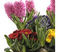 BOTANIC®-Composition de jacinthes et primevères. Le panier déco de 28 cm