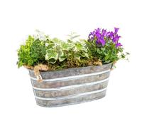 BOTANIC®-Composition de Noël d'extérieur Zinc - Jardinière 20 cm
