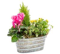 BOTANIC®-Composition de Noël d'extérieur Zinc - Jardinière 25 cm