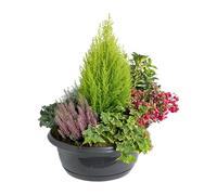 BOTANIC®-Composition d'extérieur mélange non gelif - La coupe de 40 cm