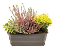 BOTANIC®-Composition d'exterieur mélange non gelif - La jardinière de 30 cm