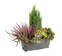 BOTANIC®-Composition d'extérieur mélange non gelif - La jardinière de 40 cm