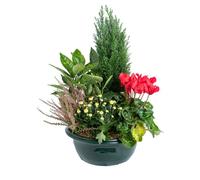 BOTANIC®-Composition d'exterieur mélange traditionnel - La coupe de 35 cm