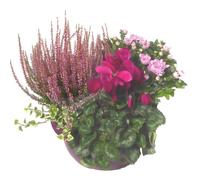 BOTANIC®-Composition d'extérieur mélange violet rose - La coupe de 30 cm