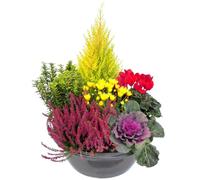 BOTANIC®-Composition D'Exterieur Theme rouge - La coupe de 45 cm