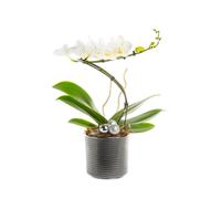 BOTANIC®-Composition florale blanche. Le pot