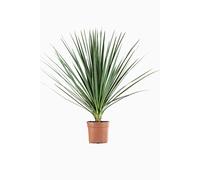 BOTANIC®-Cordyline Variée en pot de 4 L vert
