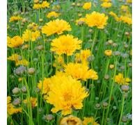 BOTANIC®-Coreopsis Grandiflora Solanna jaune double - Le pot de 9 x9 cm