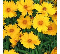 BOTANIC®-Coreopsis Nain jaune - Le pot de 9 x 9 cm