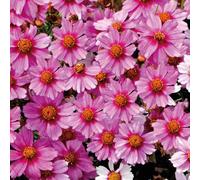 BOTANIC®-Coreopsis Nain Rose - Le pot de 9 x 9 cm
