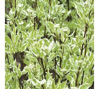 BOTANIC®-Cornouiller panaché Elegantissima blanc. Le pot de 7 litres