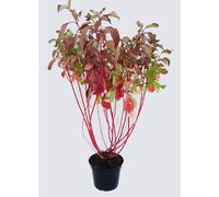 BOTANIC®-Cornouiller - pot 5 L