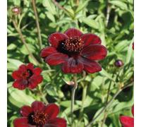 BOTANIC®-Cosmos chocolat - Le pot de 9 x 9 cm