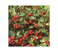 BOTANIC®-Cotonéastre de Franchet (Cotoneaster) vert. Le pot de 7 litres
