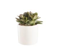 BOTANIC®-Crassula argentea en pot blanc émaillé H 10 x diamètre 15 cm
