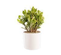 BOTANIC®-Crassula argentea en pot blanc émaillé H 10 x diamètre 20 cm
