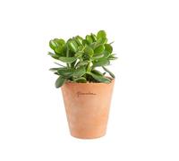 BOTANIC®-Crassula argentea en pot terre cuite H 10 x diamètre 15 cm