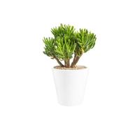 BOTANIC®-Crassula hobbit en pot blanc émaillé H 10 x diamètre 20 cm