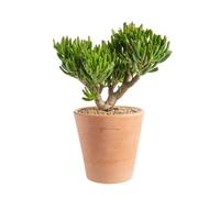 BOTANIC®-Crassula hobbit en pot terre cuite H 10 x diamètre 20 cm
