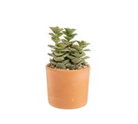 BOTANIC®-Crassula mix en pot terre cuite diamètre 10 cm
