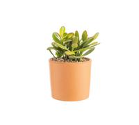 BOTANIC®-Crassula sunset en pot terre cuite H 10 x diamètre 15 cm