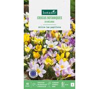 BOTANIC®-Crocus en mélange botanic - 40 bulbes
