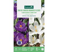 BOTANIC®-Crocus en mélange coloris violet et blanc botanic - 10 bulbes