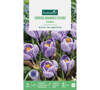 BOTANIC®-Crocus pickwick en mélange botanic - 10 bulbes