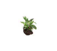 BOTANIC®-Cryptocoryne Beckettii Petchii Sur Roche S