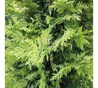 BOTANIC®-Cupressocyparis Leylandii Castlewellan Gold ( Cyprès de Leyland ) spirale en pot de 9 L jaune