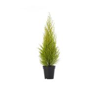 BOTANIC®-Cupressus Gold Crest - Le pot de 10.5 cm