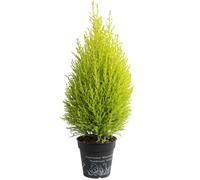 BOTANIC®-Cupressus Gold Crest - Le pot de 2.5 litres