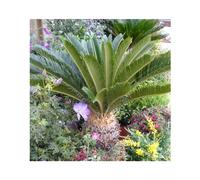 BOTANIC®-Cycas Revoluta vert. Le pot de 90 litres