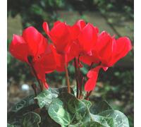 BOTANIC®-Cyclamen à grandes fleurs - La coupe de 30 cm